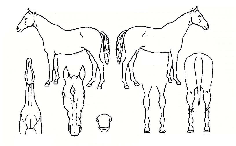 ����Ʈ������� ����,���,�޸�,�λ�,�ٸ��� Ư¡����