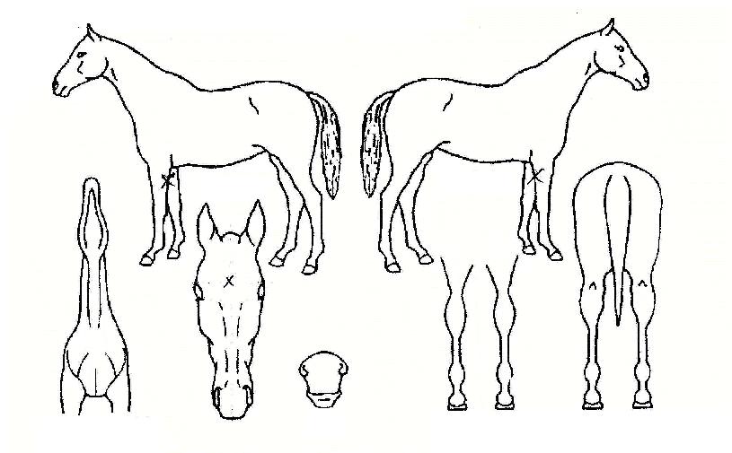 Ä£ÀýÇÑÀÇ Ãø¸é,¿ì¸é,µÞ¸é,µÎ»ó,´Ù¸®ÀÇ Æ¯Â¡µµÇØ