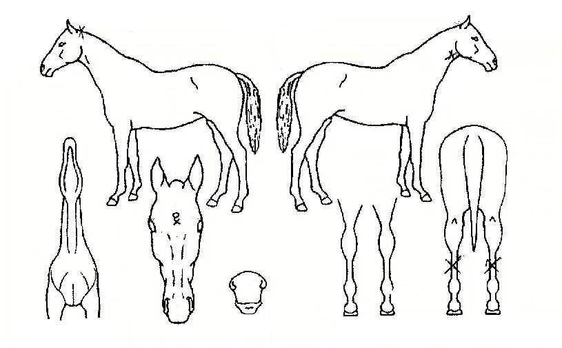 ¿À´ÃÀº±â»Û³¯ÀÇ Ãø¸é,¿ì¸é,µÞ¸é,µÎ»ó,´Ù¸®ÀÇ Æ¯Â¡µµÇØ