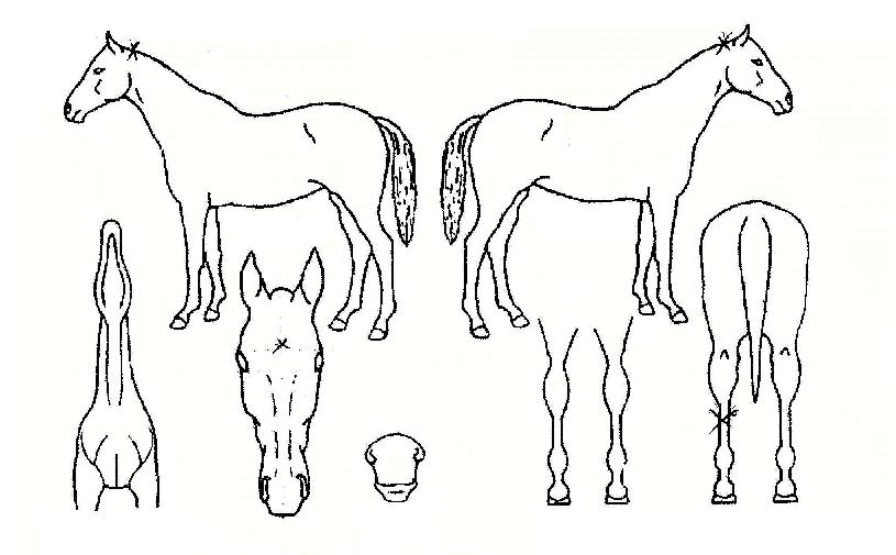 ¹®ÀÏÁö½ÊÀÇ Ãø¸é,¿ì¸é,µÞ¸é,µÎ»ó,´Ù¸®ÀÇ Æ¯Â¡µµÇØ