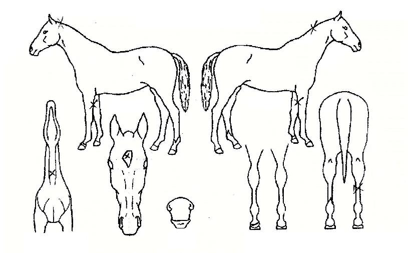 ����ç������ ����,���,�޸�,�λ�,�ٸ��� Ư¡����