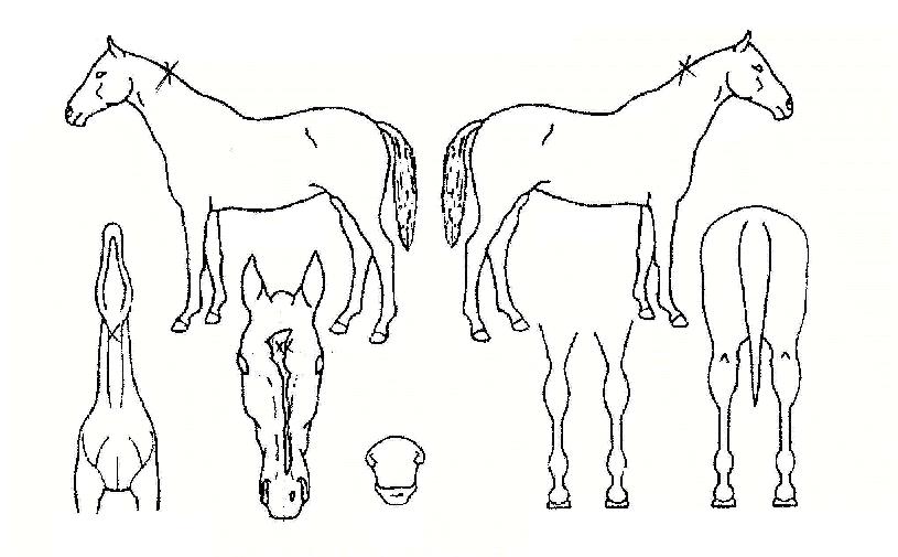 ½ÂÈ´ëÀüÀÇ Ãø¸é,¿ì¸é,µÞ¸é,µÎ»ó,´Ù¸®ÀÇ Æ¯Â¡µµÇØ