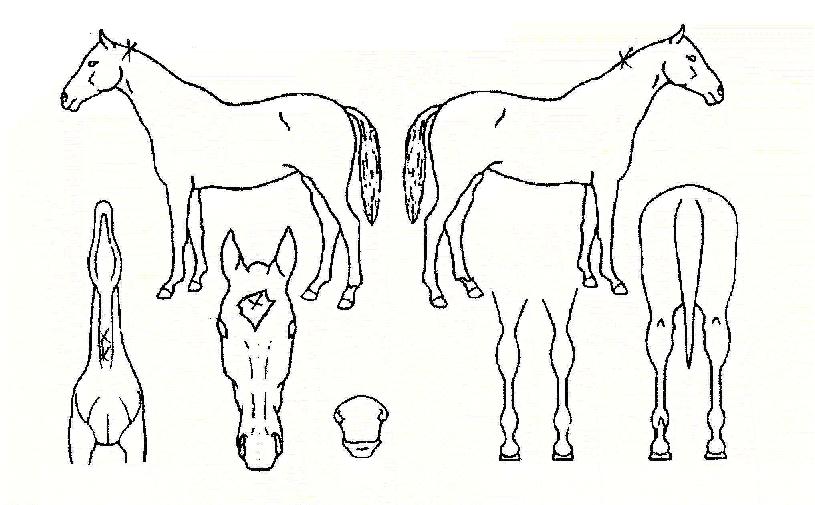 ���´����� ����,���,�޸�,�λ�,�ٸ��� Ư¡����