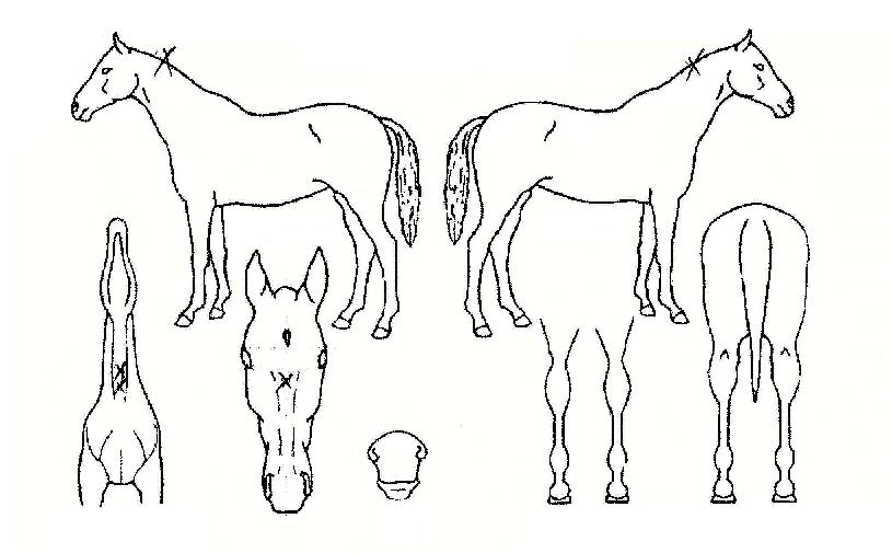 µ·±î¹Ð·ÎÀÇ Ãø¸é,¿ì¸é,µÞ¸é,µÎ»ó,´Ù¸®ÀÇ Æ¯Â¡µµÇØ