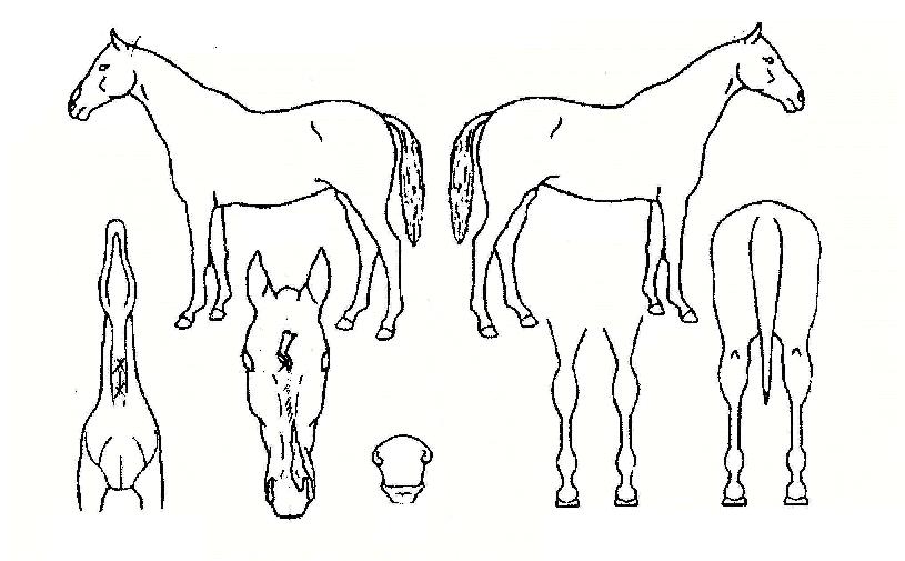 õÁö°È£ÀÇ Ãø¸é,¿ì¸é,µÞ¸é,µÎ»ó,´Ù¸®ÀÇ Æ¯Â¡µµÇØ