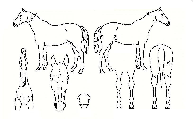 È÷ĵµÎÀÇ Ãø¸é,¿ì¸é,µÞ¸é,µÎ»ó,´Ù¸®ÀÇ Æ¯Â¡µµÇØ