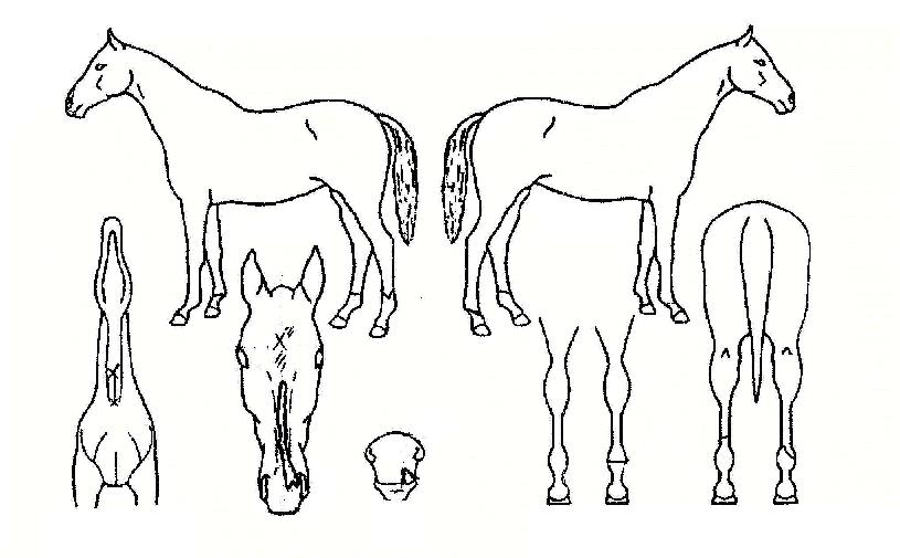 �̱ۼ��� ����,���,�޸�,�λ�,�ٸ��� Ư¡����