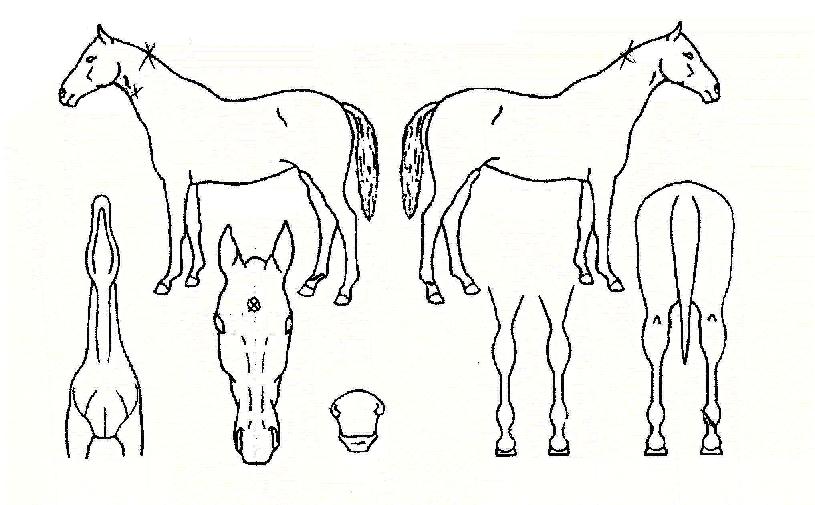 �̽�������ڸ��� ����,���,�޸�,�λ�,�ٸ��� Ư¡����