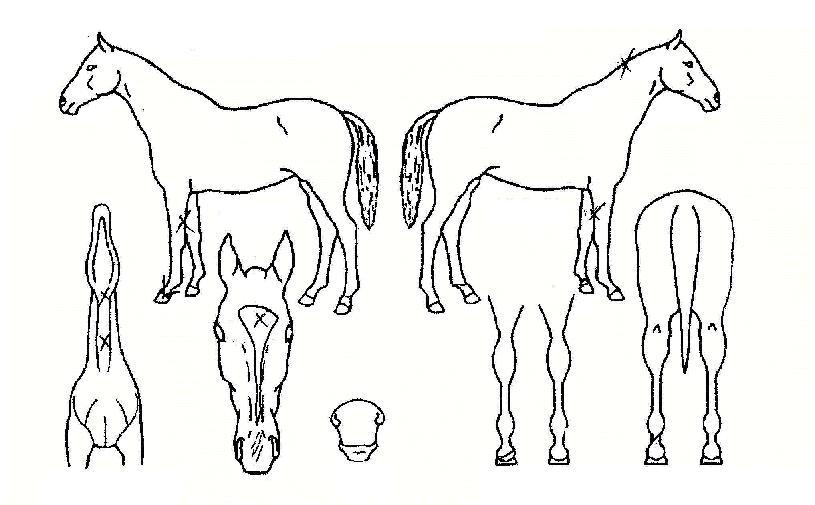 ����Ư���� ����,���,�޸�,�λ�,�ٸ��� Ư¡����