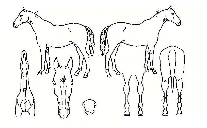 õºÒõžÀÇ Ãø¸é,¿ì¸é,µÞ¸é,µÎ»ó,´Ù¸®ÀÇ Æ¯Â¡µµÇØ