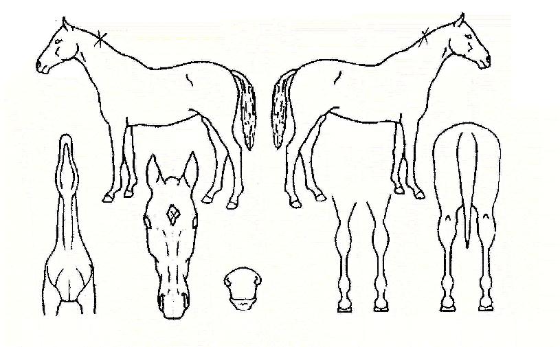 ũ�������� ����,���,�޸�,�λ�,�ٸ��� Ư¡����