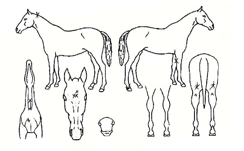 ī������ġ�� ����,���,�޸�,�λ�,�ٸ��� Ư¡����