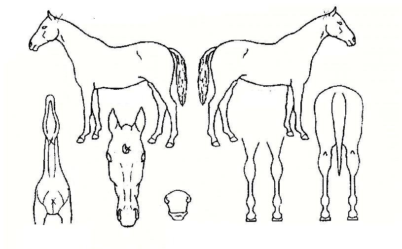 ¹Ì¸£¿©½ÅÀÇ Ãø¸é,¿ì¸é,µÞ¸é,µÎ»ó,´Ù¸®ÀÇ Æ¯Â¡µµÇØ