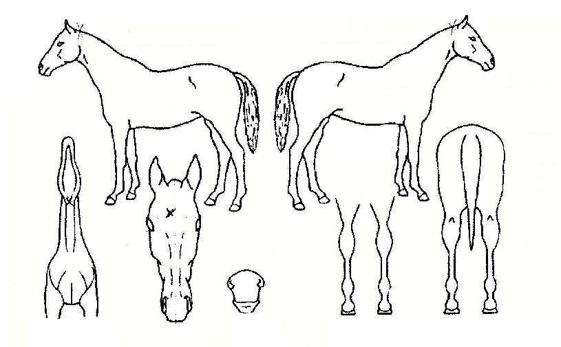 ���������� ����,���,�޸�,�λ�,�ٸ��� Ư¡����