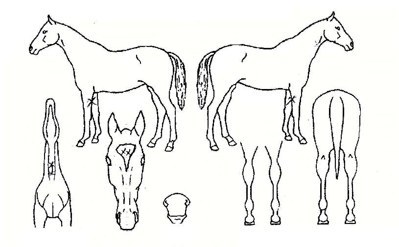 ������ ����,���,�޸�,�λ�,�ٸ��� Ư¡����