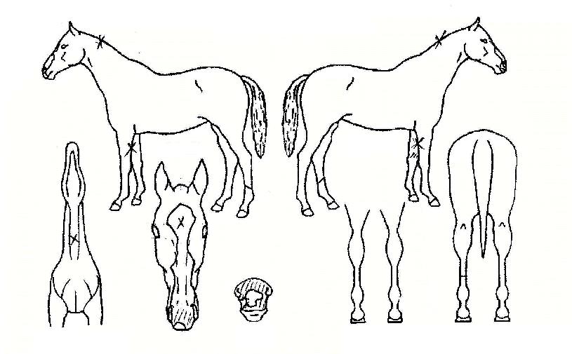 ȲÁöÀÇ Ãø¸é,¿ì¸é,µÞ¸é,µÎ»ó,´Ù¸®ÀÇ Æ¯Â¡µµÇØ