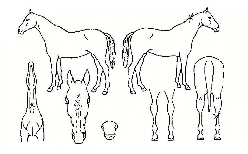 ���������� ����,���,�޸�,�λ�,�ٸ��� Ư¡����