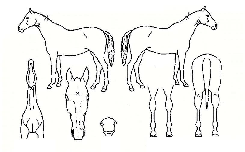 ���������� ����,���,�޸�,�λ�,�ٸ��� Ư¡����