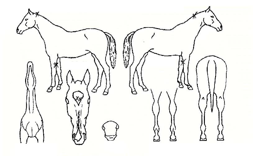 µ¿ÇØÇÔ´ëÀÇ Ãø¸é,¿ì¸é,µÞ¸é,µÎ»ó,´Ù¸®ÀÇ Æ¯Â¡µµÇØ