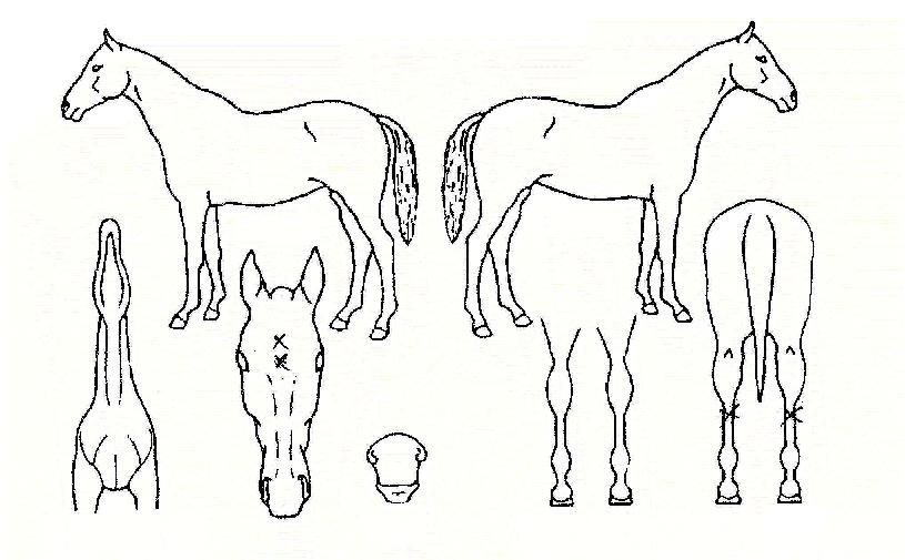 õ°èÀϺÀÀÇ Ãø¸é,¿ì¸é,µÞ¸é,µÎ»ó,´Ù¸®ÀÇ Æ¯Â¡µµÇØ