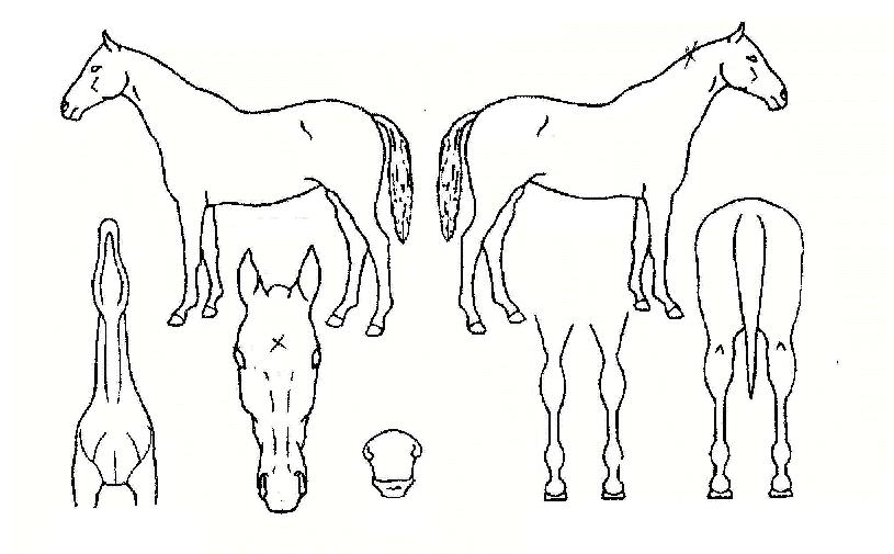 ¿îÁÖ»çÀÇ Ãø¸é,¿ì¸é,µÞ¸é,µÎ»ó,´Ù¸®ÀÇ Æ¯Â¡µµÇØ