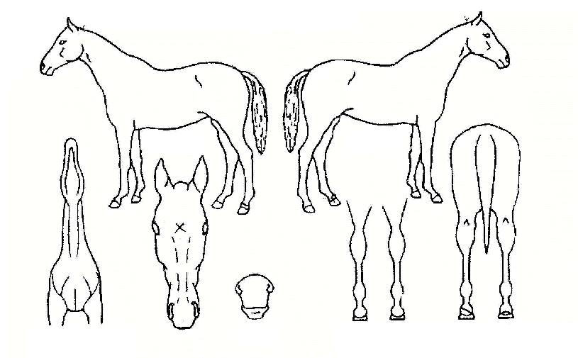 Å«Á¤¸²ÀÇ Ãø¸é,¿ì¸é,µÞ¸é,µÎ»ó,´Ù¸®ÀÇ Æ¯Â¡µµÇØ