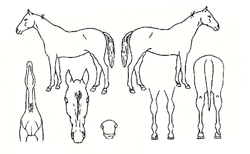 ½ÅÂ÷·ÉÀÇ Ãø¸é,¿ì¸é,µÞ¸é,µÎ»ó,´Ù¸®ÀÇ Æ¯Â¡µµÇØ