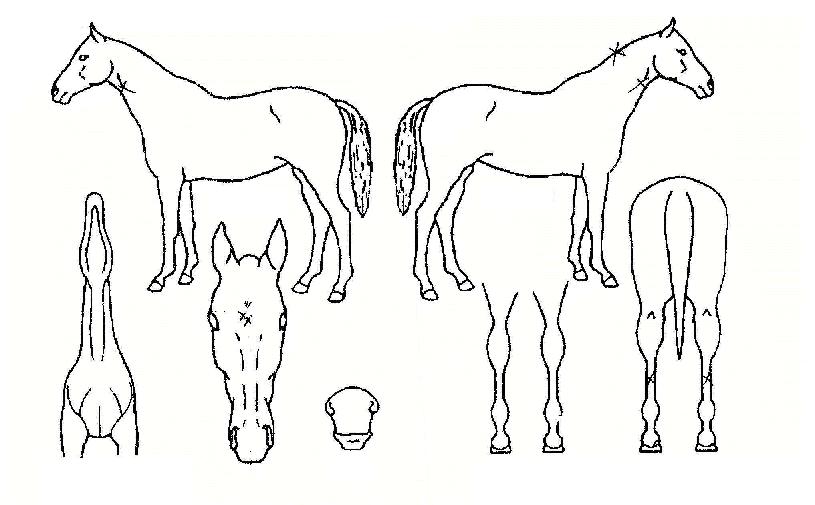 ÁÖõÈÈÄÀÇ Ãø¸é,¿ì¸é,µÞ¸é,µÎ»ó,´Ù¸®ÀÇ Æ¯Â¡µµÇØ