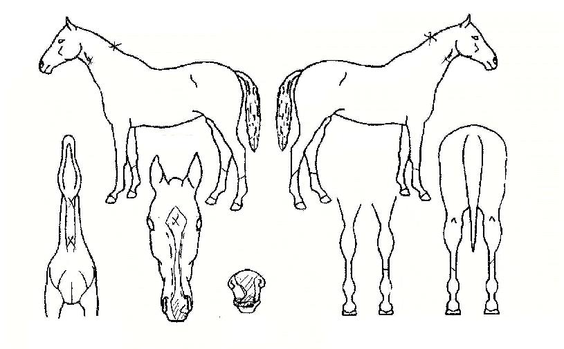 ·¹¿ÀÆÄµåÀÇ Ãø¸é,¿ì¸é,µÞ¸é,µÎ»ó,´Ù¸®ÀÇ Æ¯Â¡µµÇØ