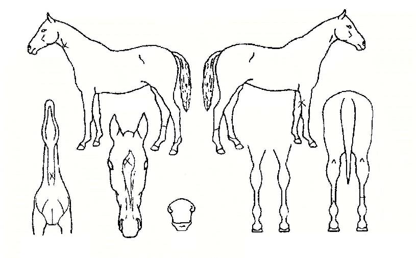 µ¿ÇعøÂ½ÀÇ Ãø¸é,¿ì¸é,µÞ¸é,µÎ»ó,´Ù¸®ÀÇ Æ¯Â¡µµÇØ