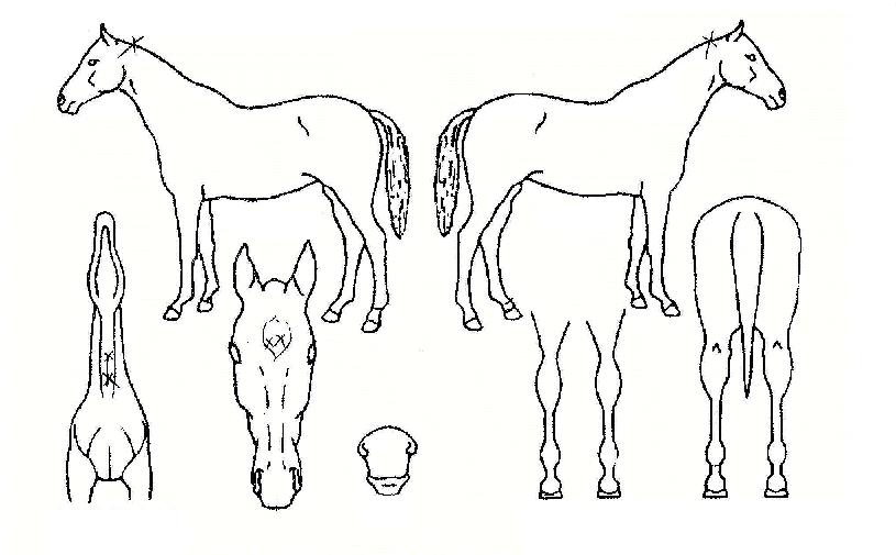 �ƹ߷��� ����,���,�޸�,�λ�,�ٸ��� Ư¡����