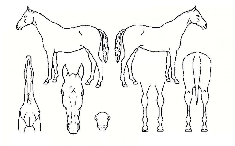 À̼·´ëõÀÇ Ãø¸é,¿ì¸é,µÞ¸é,µÎ»ó,´Ù¸®ÀÇ Æ¯Â¡µµÇØ