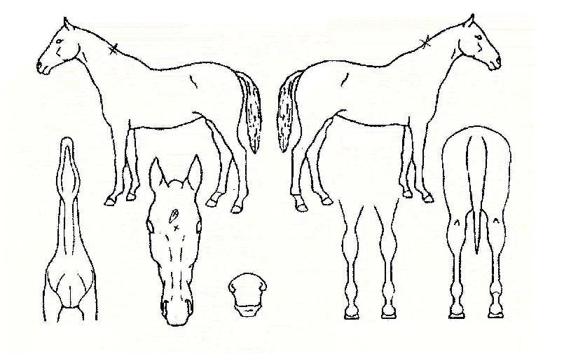 ½ºÆ¿Å·ÀÇ Ãø¸é,¿ì¸é,µÞ¸é,µÎ»ó,´Ù¸®ÀÇ Æ¯Â¡µµÇØ