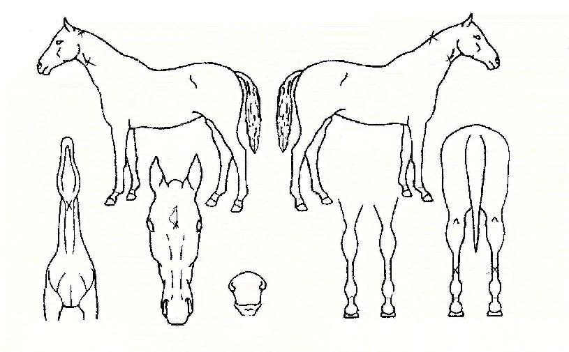 ³ìÀÌ»óÁ¦ÀÇ Ãø¸é,¿ì¸é,µÞ¸é,µÎ»ó,´Ù¸®ÀÇ Æ¯Â¡µµÇØ