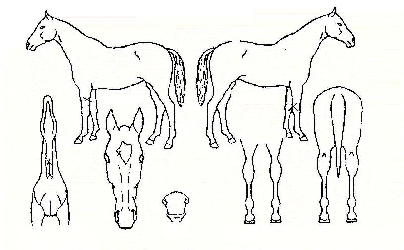 �������� ����,���,�޸�,�λ�,�ٸ��� Ư¡����