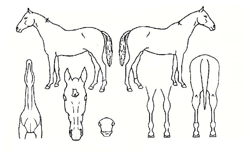 ±ÝºûÆ÷¿ËÀÇ Ãø¸é,¿ì¸é,µÞ¸é,µÎ»ó,´Ù¸®ÀÇ Æ¯Â¡µµÇØ