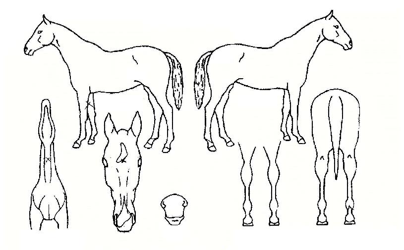 ¾ÆÀÓÄ«³ª·¹µðÀÚ¸¶ÀÇ Ãø¸é,¿ì¸é,µÞ¸é,µÎ»ó,´Ù¸®ÀÇ Æ¯Â¡µµÇØ