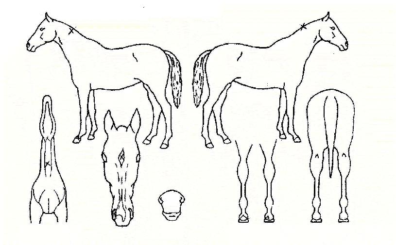 ÈÀ̾î¹öµåÀÇ Ãø¸é,¿ì¸é,µÞ¸é,µÎ»ó,´Ù¸®ÀÇ Æ¯Â¡µµÇØ