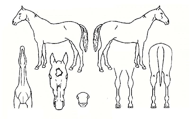 ³¯°³ÁþÀÇ Ãø¸é,¿ì¸é,µÞ¸é,µÎ»ó,´Ù¸®ÀÇ Æ¯Â¡µµÇØ