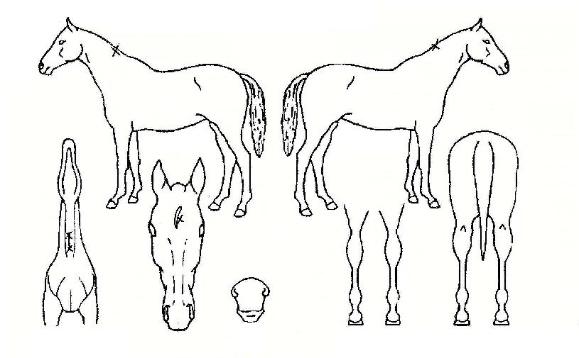 ����������� ����,���,�޸�,�λ�,�ٸ��� Ư¡����