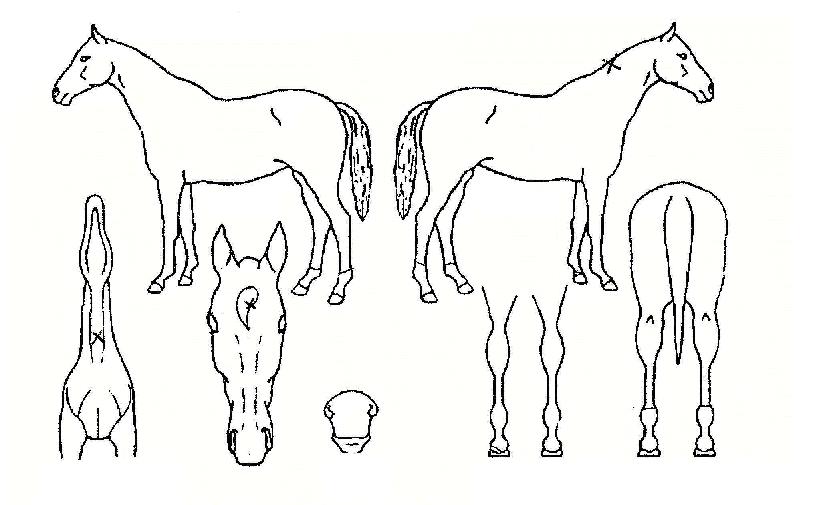 ´ëÂ÷½ÂÀÇ Ãø¸é,¿ì¸é,µÞ¸é,µÎ»ó,´Ù¸®ÀÇ Æ¯Â¡µµÇØ