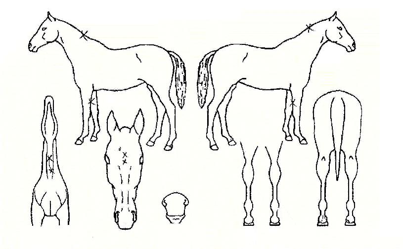 �������� ����,���,�޸�,�λ�,�ٸ��� Ư¡����