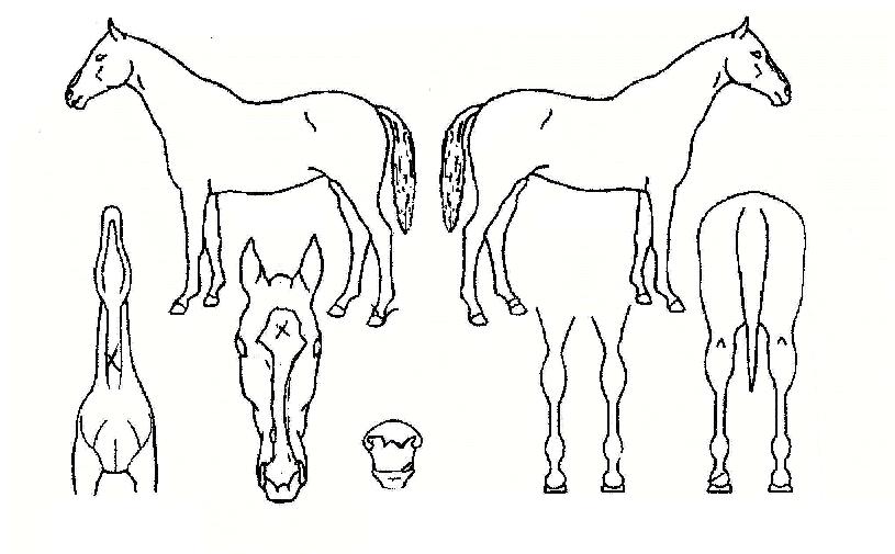 ½Å±â·ùÀÇ Ãø¸é,¿ì¸é,µÞ¸é,µÎ»ó,´Ù¸®ÀÇ Æ¯Â¡µµÇØ