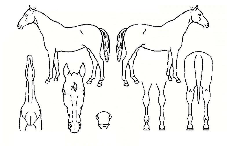 ¿Àµ¿ÃßÀÇ Ãø¸é,¿ì¸é,µÞ¸é,µÎ»ó,´Ù¸®ÀÇ Æ¯Â¡µµÇØ