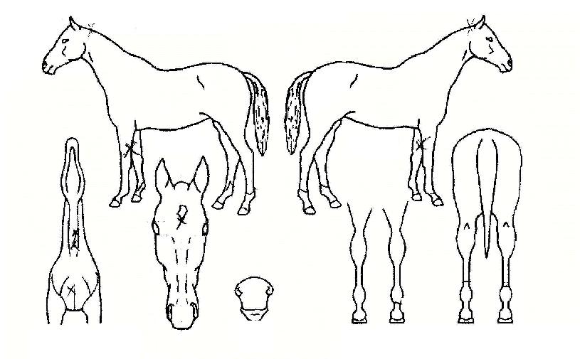 ������������ ����,���,�޸�,�λ�,�ٸ��� Ư¡����