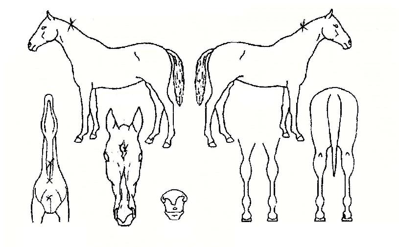 �벿���� ����,���,�޸�,�λ�,�ٸ��� Ư¡����