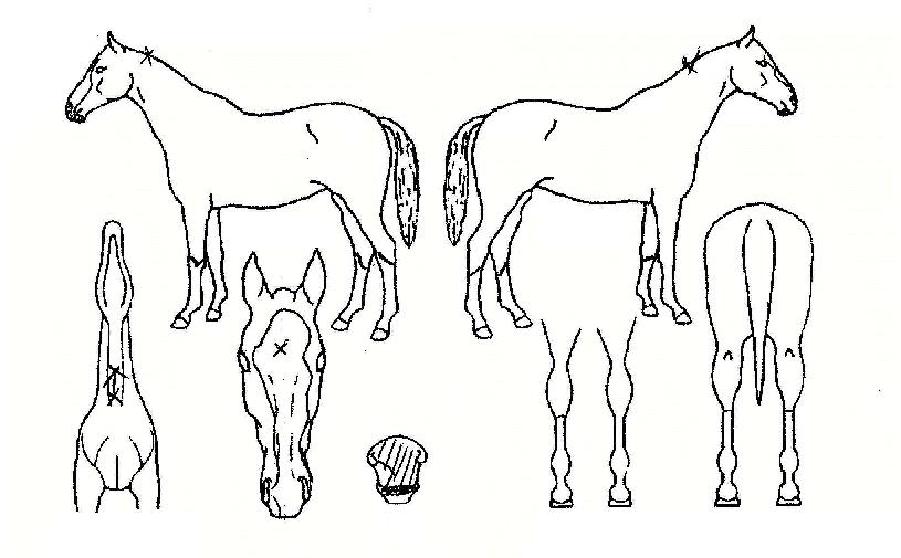 õ�պ����� ����,���,�޸�,�λ�,�ٸ��� Ư¡����