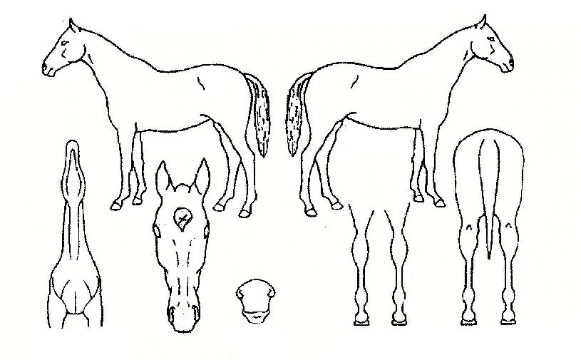 ������Ƴ��� ����,���,�޸�,�λ�,�ٸ��� Ư¡����