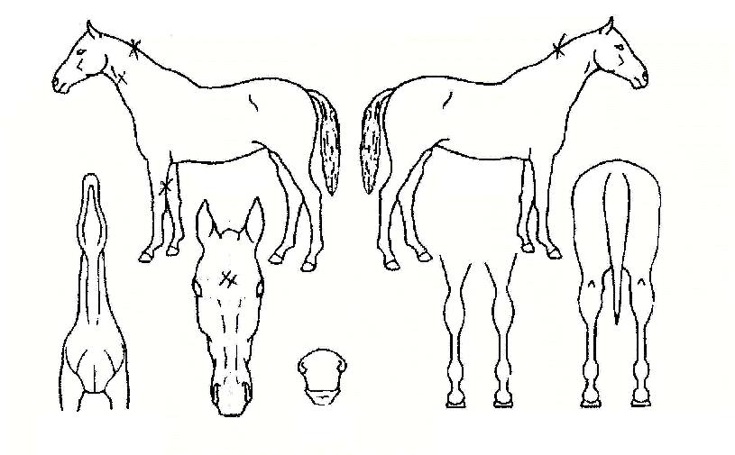 ¾Ö·Î¿ìÃÊÀ̽ºÀÇ Ãø¸é,¿ì¸é,µÞ¸é,µÎ»ó,´Ù¸®ÀÇ Æ¯Â¡µµÇØ