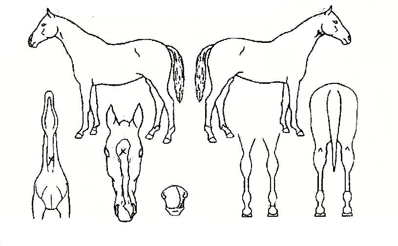 ³²¹úÀÇ Ãø¸é,¿ì¸é,µÞ¸é,µÎ»ó,´Ù¸®ÀÇ Æ¯Â¡µµÇØ